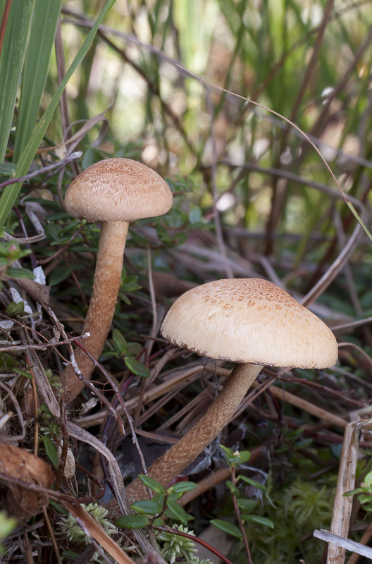 Pholiota henningsii